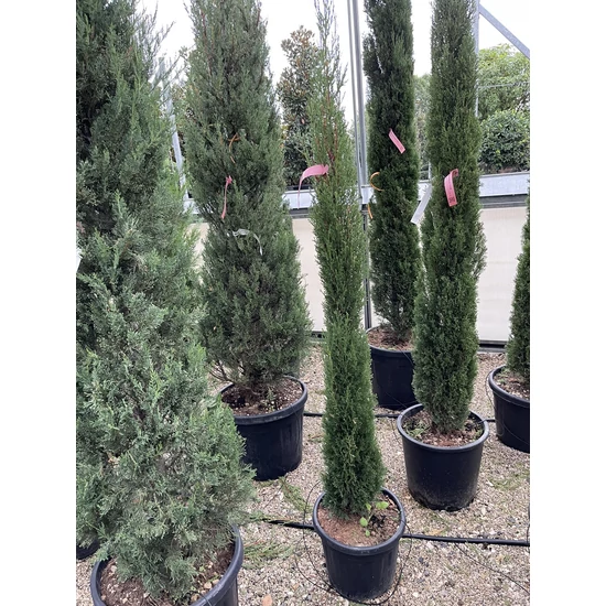 Európai ciprus CUPRESSUS SEMPERVIRENS TOTEM 125/150 K12/15