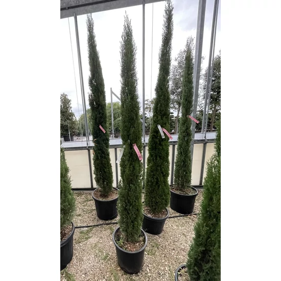 Európai ciprus CUPRESSUS SEMPERVIRENS TOTEM 175/200 K18/25