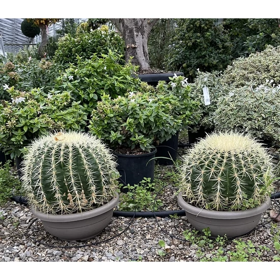 Anyóskaktusz ECHINOCACTUS GRUSONII BONSAI TÁLBAN CS30
