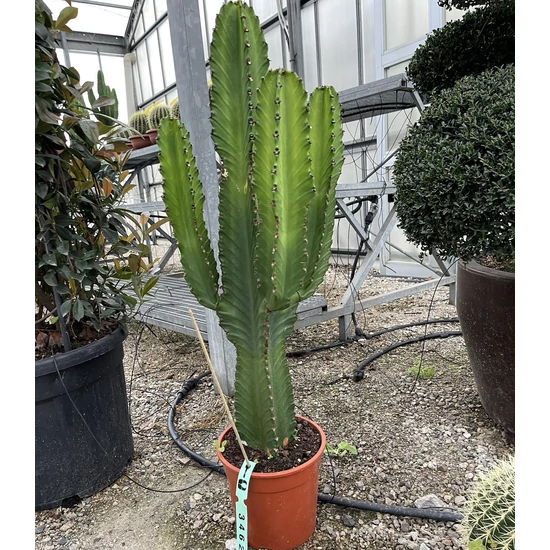 Kutyatej EUPHORBIA INGENS 60/80 K10