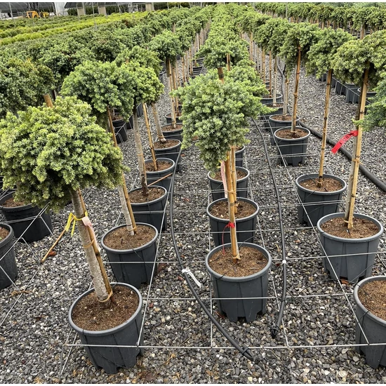 Fövenyboróka JUNIPERUS CONFERTA BLUE PACIFIC T1/2 40/50 K15