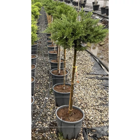 Nehézszagú boróka JUNIPERUS SABINA TAMARISCIFOLIA T1/2 40/50 K15