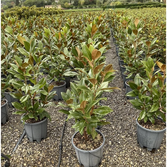 Örökzöld liliomfa   MAGNOLIA GRANDIFLORA GALLISONIENSIS K18