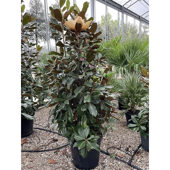 Örökzöld liliomfa   MAGNOLIA GRANDIFLORA GALLISONIENSIS PRAECOX 150/175 K35