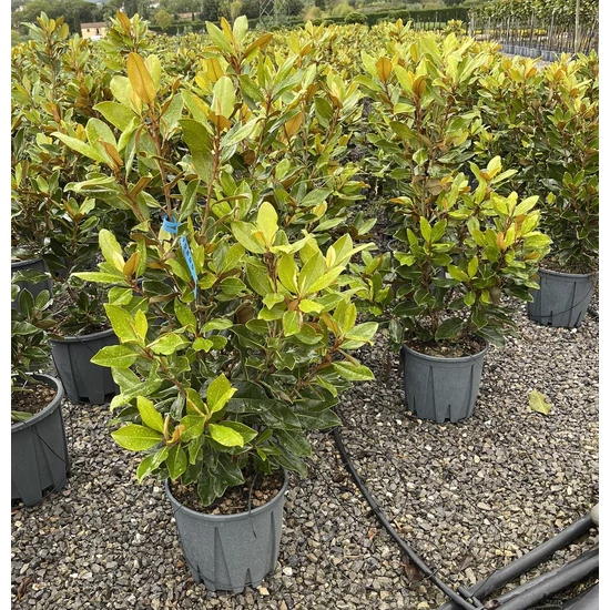 Örökzöld liliomfa  MAGNOLIA GRANDIFLORA LITTLE GEM EXTRA K18