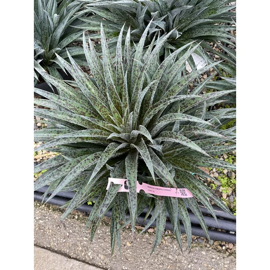 Mangave   MANGAVE PINEAPPLE EXPRESS LAPOS TÁLBAN CS30