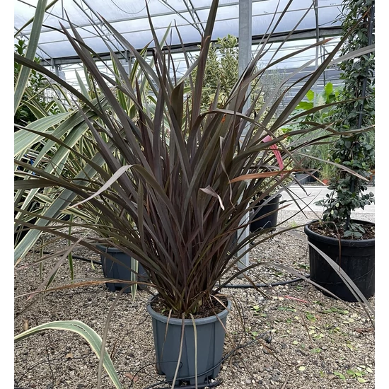 Vászonfű  PHORMIUM TENAX PURPUREUM 100/125 K18