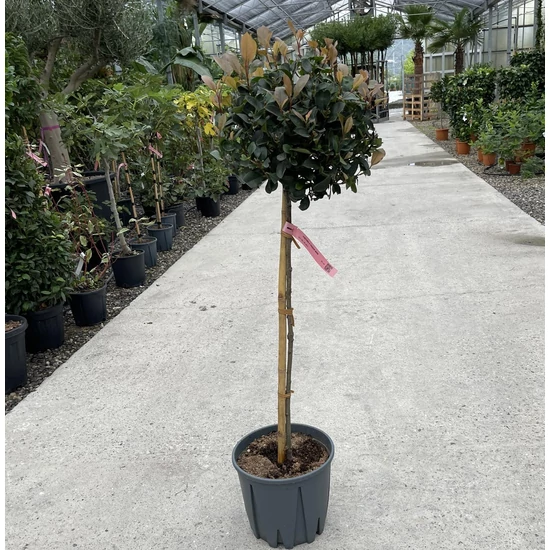 Örökzöld korallberkenye   PHOTINIA X FRASERI CARRE ROUGE T1/4 20/30 K7/10