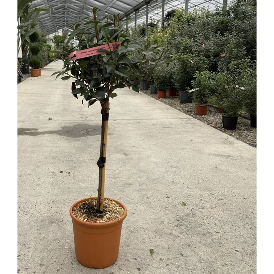 Örökzöld korallberkenye   PHOTINIA FRASERI NANA T1/4 K7