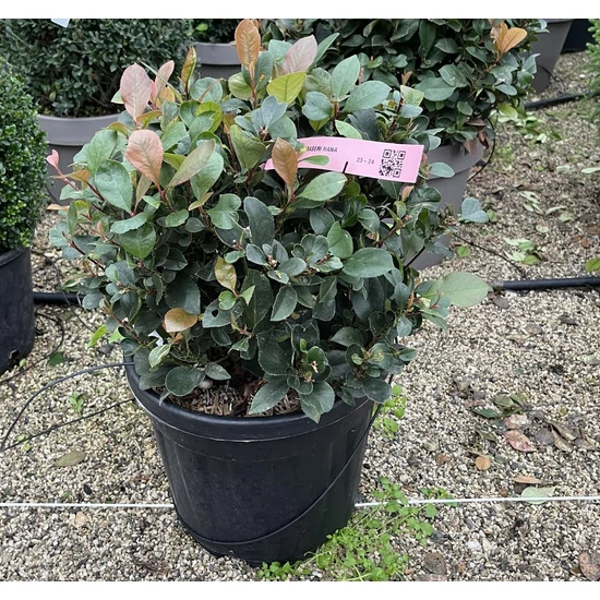 Örökzöld korallberkenye   PHOTINIA FRASERI NANA 40/50 GÖMB K15