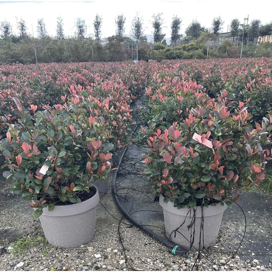 Örökzöld korallberkenye   PHOTINIA FRASERI NANA 50/60 GÖMB K18