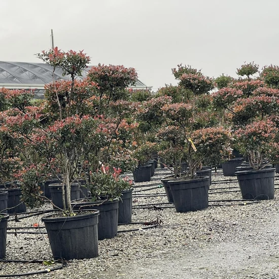 Örökzöld korallberkenye   PHOTINIA FRASERI NANA POM-PON 140/160 K70