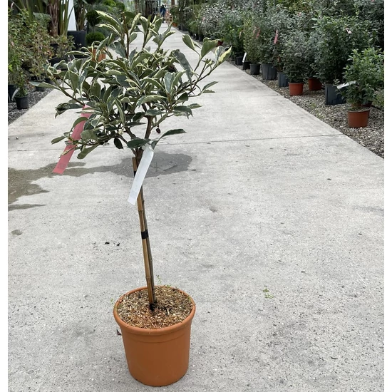 Rózsaszín tarka korallberkenye  PHOTINIA FRASERI PINK MARBLE T1/4 K7