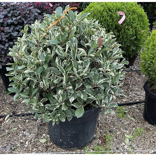 Örökzöld korallberkenyePHOTINIA FRASERI PINK MARBLE 60/80 GÖMB K45