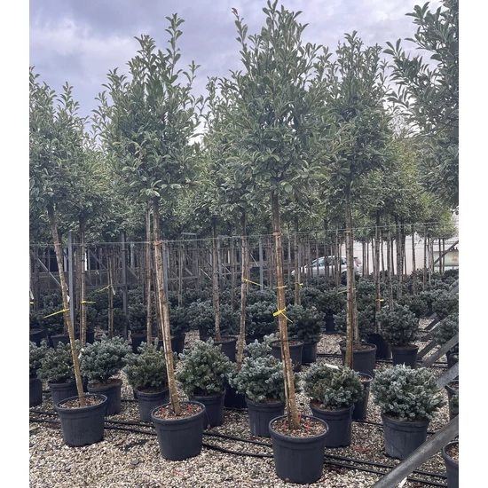Örökzöld korallberkenyePHOTINIA FRASERI PINK MARBLE T200 10/12 K50