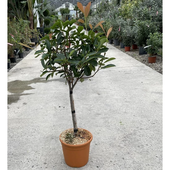Örökzöld korallberkenyePHOTINIA FRASERI RED ROBIN T1/4 K7
