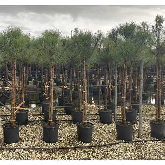 Mandulafenyő    PINUS PINEA T100 10/12 K18