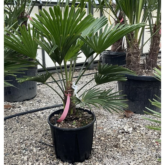 Kínai kenderpálma  TRACHYCARPUS FORTUNEI WAGNERIANUS K10