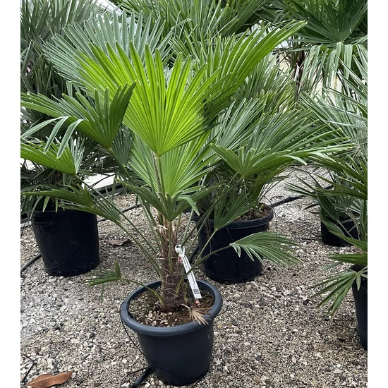 Kínai kenderpálma  TRACHYCARPUS FORTUNEI WAGNERIANUS K15