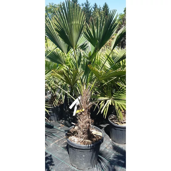 Kínai kenderpálma  TRACHYCARPUS FORTUNEI WAGNERIANUS TR30/40 K30