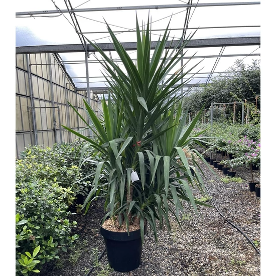 Pálmaliliom YUCCA ELEPHANTIPES 150/200 K70