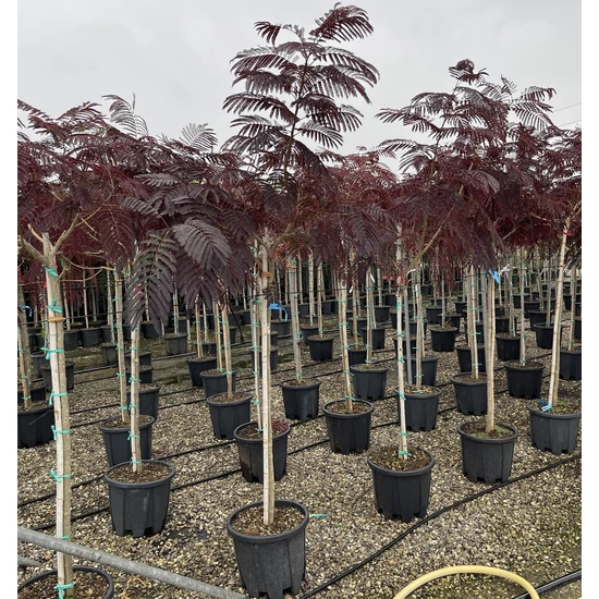 Selyemakác  ALBIZIA JULIBRISSIN SUMMER CHOCOLATE T1/2 6/8 K18