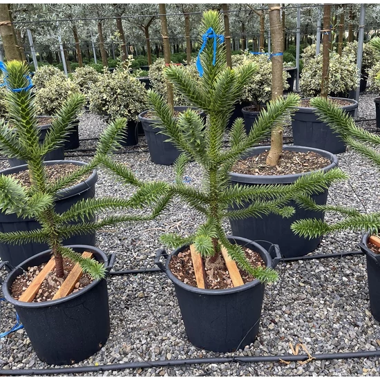 Chilei fenyő ARAUCARIA ARAUCANA 80/90 K25