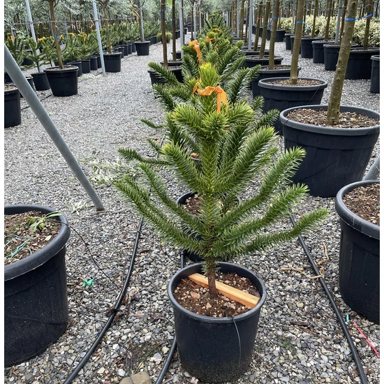Chilei fenyő  ARAUCARIA ARAUCANA 60/70 K25