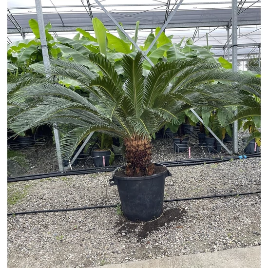 Szágópálma CYCAS REVOLUTA TR30/40 K50