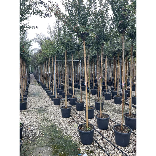 Kínai selyemmirtusz   LAGERSTROEMIA INDICA ROSEA T200 6/8 K18