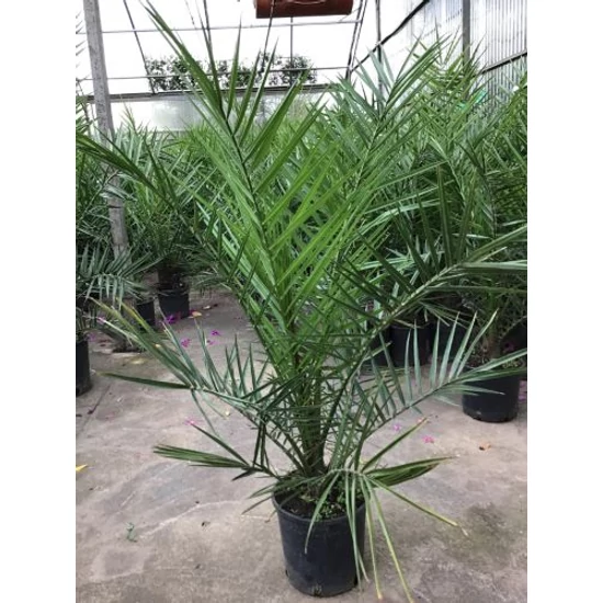 DatolyapálmaPHOENIX CANARIENSIS K3