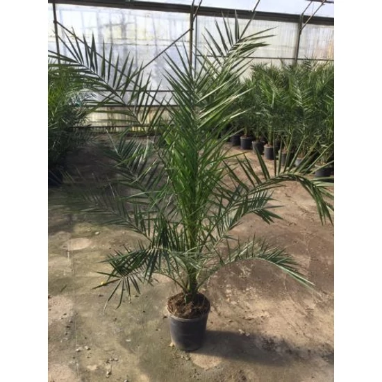 Datolyapálma PHOENIX CANARIENSIS K7