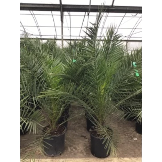 DatolyapálmaPHOENIX CANARIENSIS K12