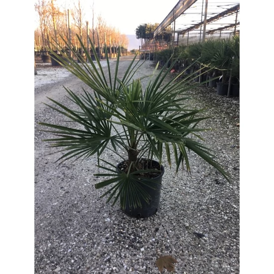 Kínai kenderpálma CHAMAEROPS EXCELSA K10