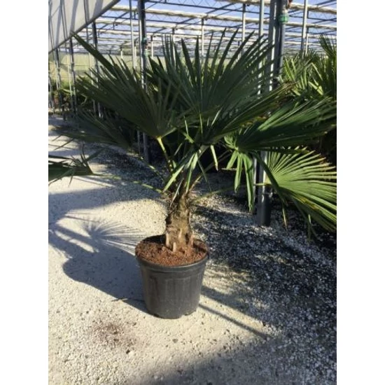 Kínai kenderpálma  CHAMAEROPS EXCELSA 80/100 K20