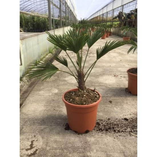 Kínai kenderpálma  TRACHYCARPUS FORTUNEI WAGNERIANUS K12