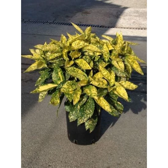 Márványos babérsom   AUCUBA JAPONICA CROTONIFOLIA GOLD 60/80 K10