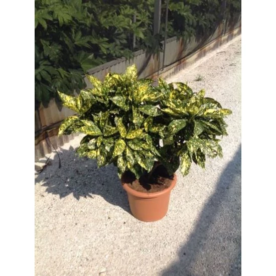Márványos babérsom   AUCUBA JAPONICA CROTONIFOLIA GOLD 80/100 K15