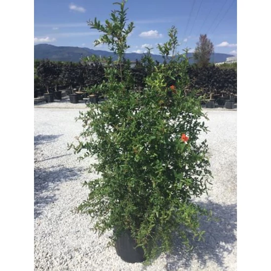 Gránátalma PUNICA GRANATUM 80/100 K18
