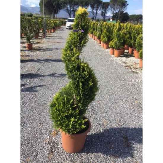 Arany lombú leyland ciprus CUPRESSOCYPARIS LEYLANDII GOLD RIDER SPIRÁL K14