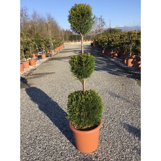 Leyland ciprus   CUPRESSOCYPARIS LEYLANDII PYRAMIDALIS 3 GÖMB K14