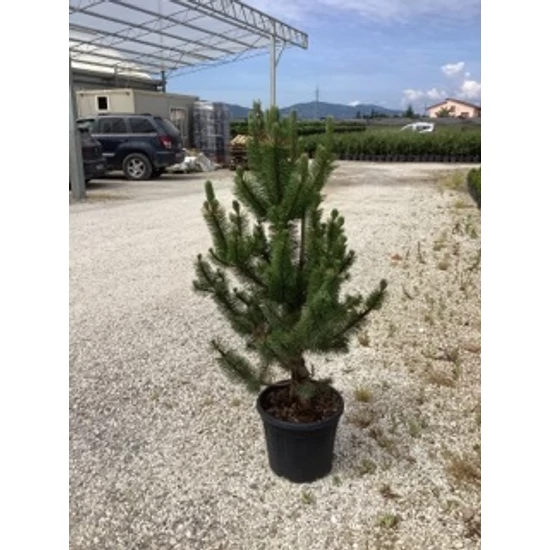 Feketefenyő    PINUS NIGRA OREGON GREEN K18