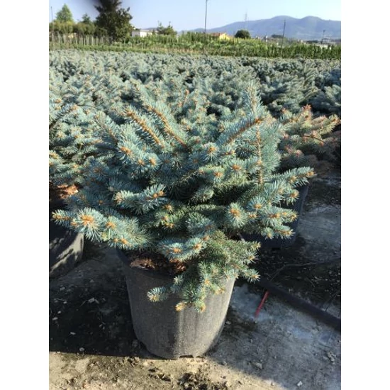 Gömb ezüstfenyő   PICEA PUNGENS GLAUCA GLOBOSA 40/50 K18