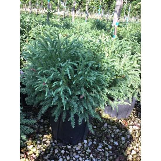 Törpe japán szugifenyő  CRYPTOMERIA JAPONICA GLOBOSA NANA K10