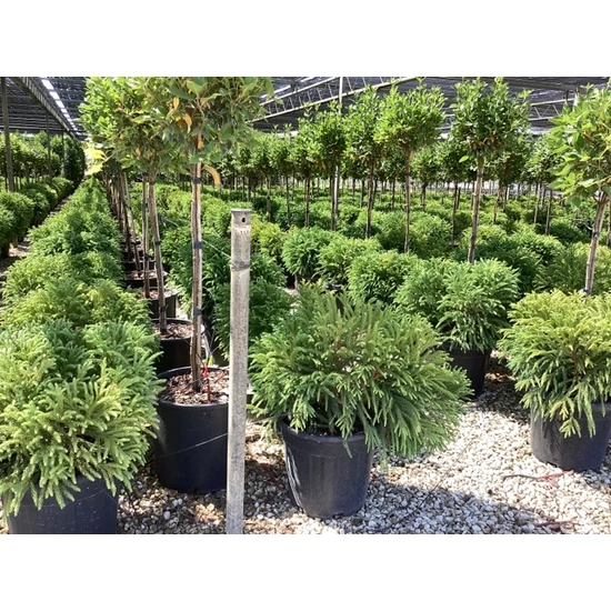 Törpe japán szugifenyő  CRYPTOMERIA JAPONICA GLOBOSA NANA K15