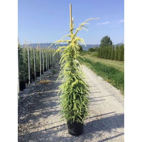 Sárga himalájai cédrus  CEDRUS DEODARA AUREA 150/175 K25