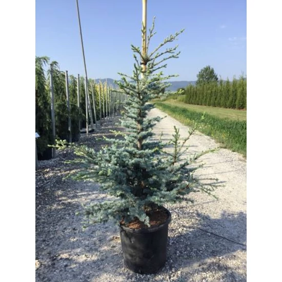Atlasz cédrus CEDRUS ATLANTICA SILBERSPITZ 125/150 K25