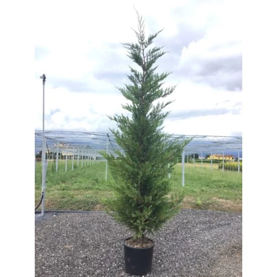 Leyland ciprus   CUPRESSOCYPARIS LEYLANDII 150/175 K15