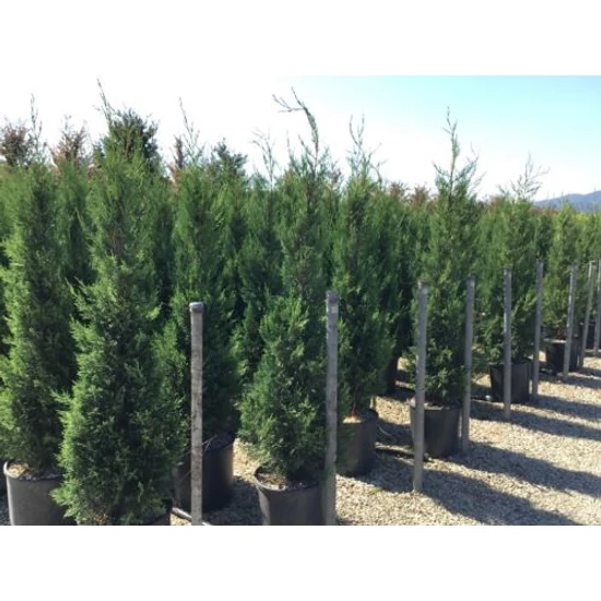 Leyland ciprus  CUPRESSOCYPARIS LEYLANDII PYRAMIDALIS 150/175 EXTRA K15