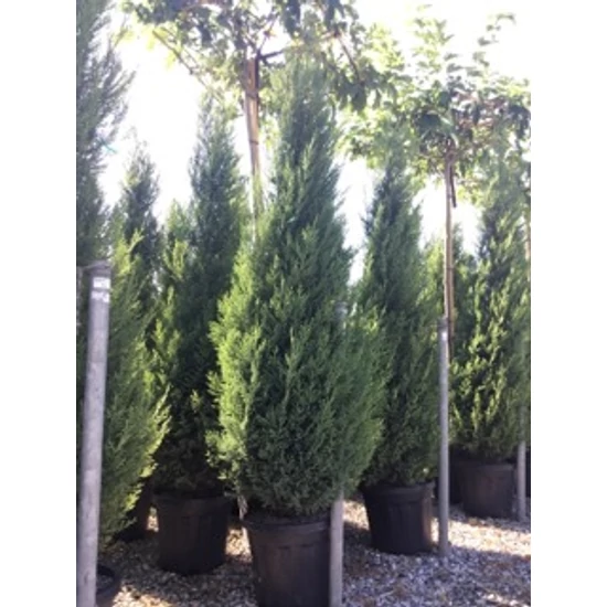 Leyland ciprus   CUPRESSOCYPARIS LEYLANDII PYRAMIDALIS 200/250 K30